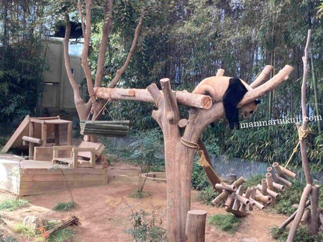 エバーランド・パンダワールド