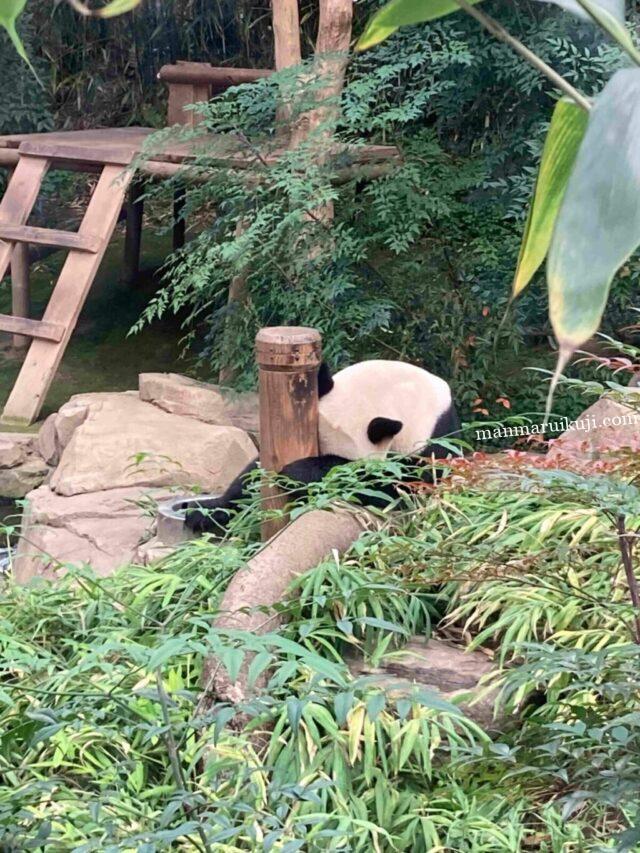 エバーランド・パンダワールド