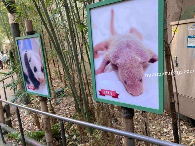 エバーランド・パンダワールド