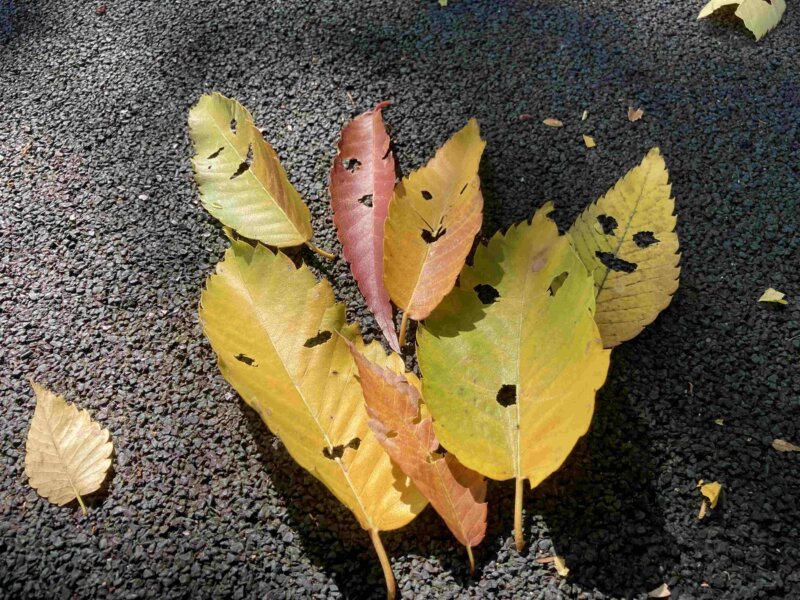 紅葉で遊ぶ