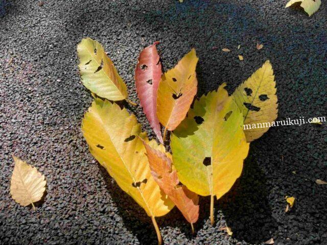 紅葉で遊ぶ