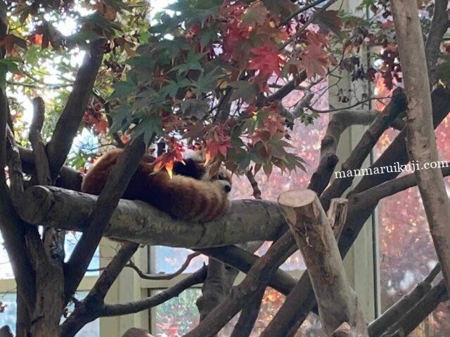 エバーランド・レッサーパンダ