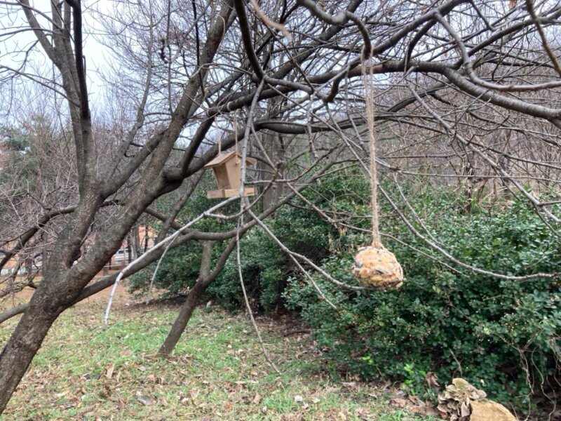 森林体験で鳥のエサ作り
