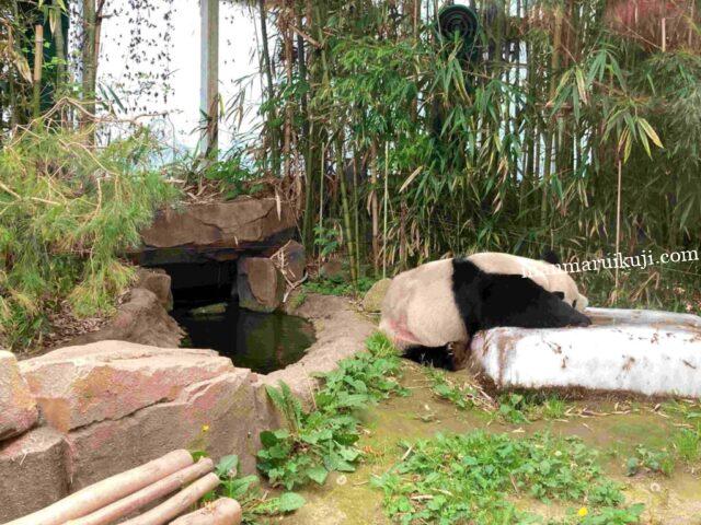 父パンダのロバオが寝ている姿