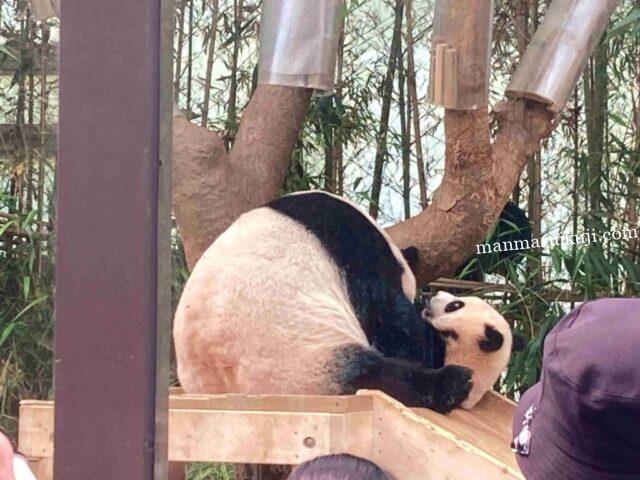 エバーランド・パンダ親子のじゃれあい