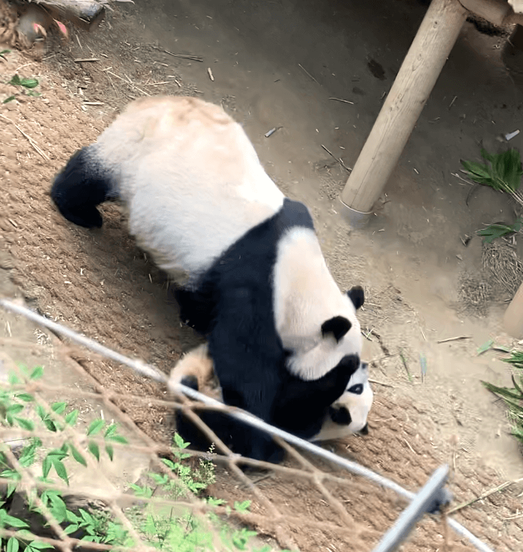 子パンダを叱る母パンダ
