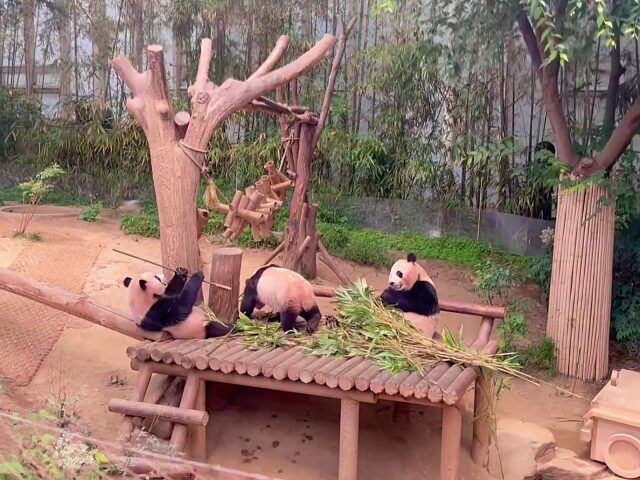韓国で唯一のパンダ一家