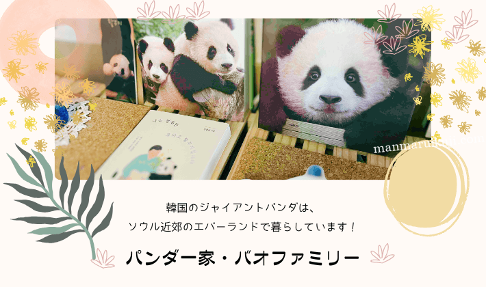 2025年】韓国のパンダ一家「バオファミリー」完全ガイド|エバーランド 2025年】韓国のパンダ一家「バオファミリー」完全ガイド|エバーランド