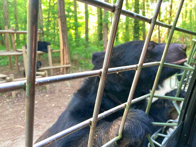 エバーランドのクマ