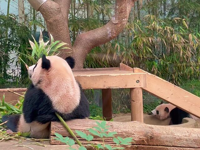 エバーランド・ルイバオとアイバオ