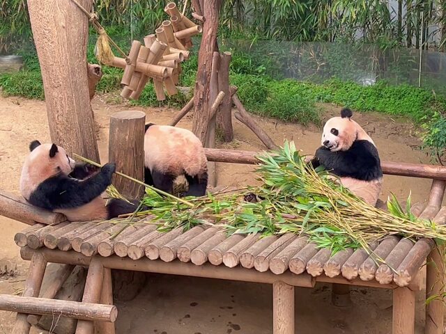 母娘パンダたちの食事風景