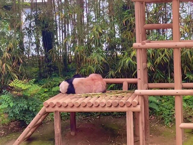 エバーランド・パンダパパ就寝中