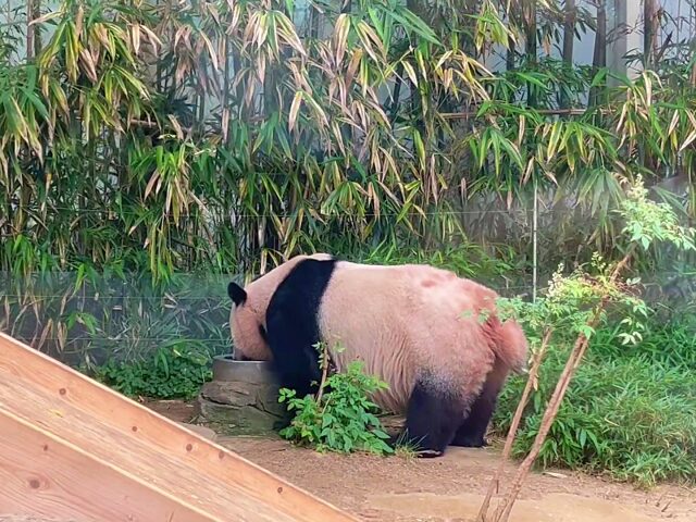 水を飲む母パンダ・アイバオ