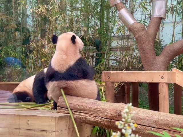 食事中の双子パンダ