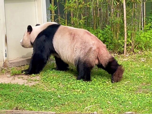 屋外を散歩中のロバオ