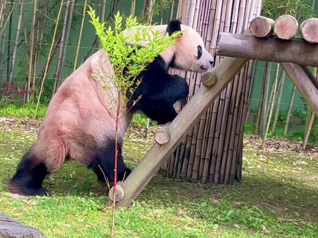 屋外を散歩中のロバオ