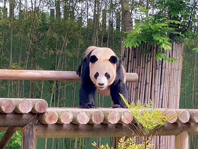 屋外でマーキング中のロバオ