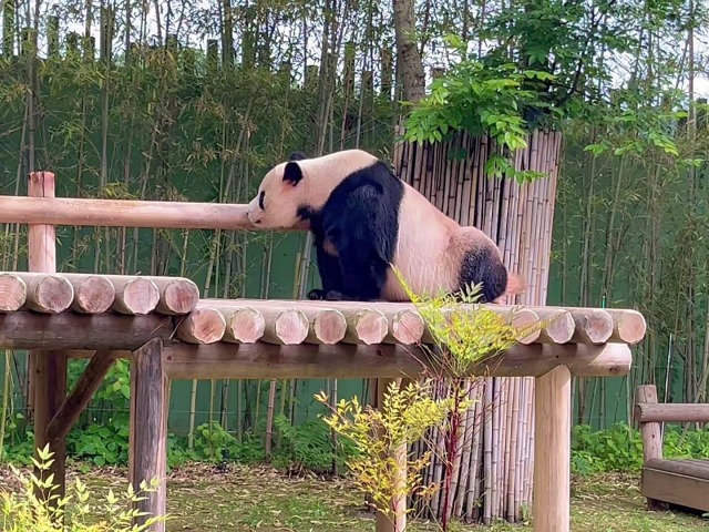 屋外でうんち中のロバオ