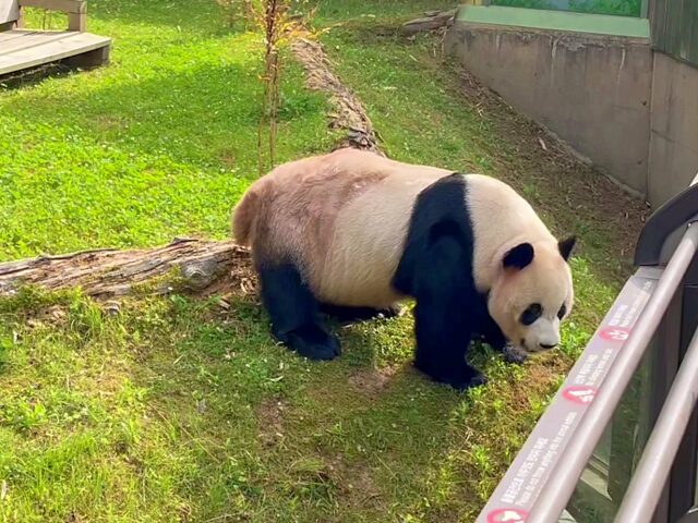 屋外を散歩中のロバオ