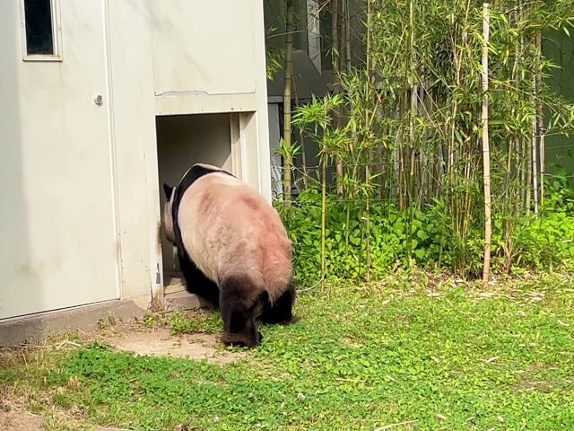屋外を散歩中のロバオ
