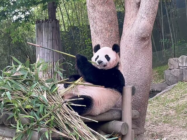 屋外で食事中のアイバオ