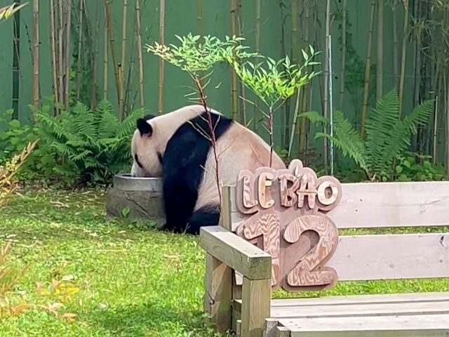 屋外で水を飲むロバオ