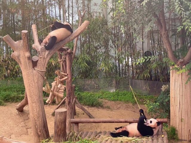寝ながら竹を食べる双子パンダ