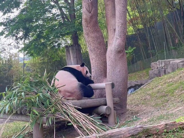 就寝中のママパンダ・アイバオ