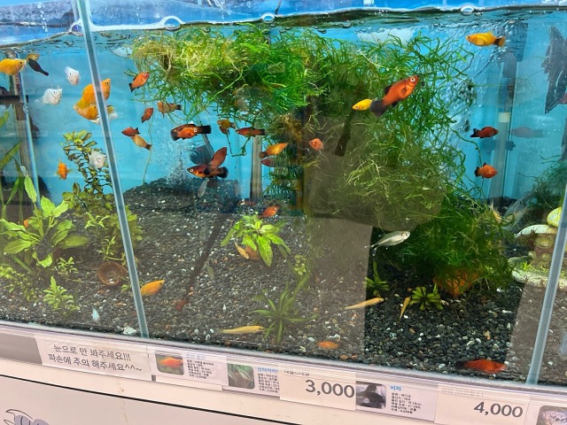 お店のプラティ水槽