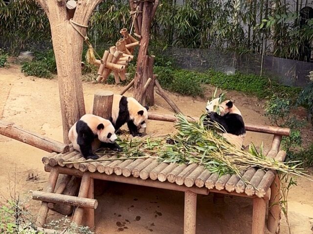 エバーランドの親子パンダ