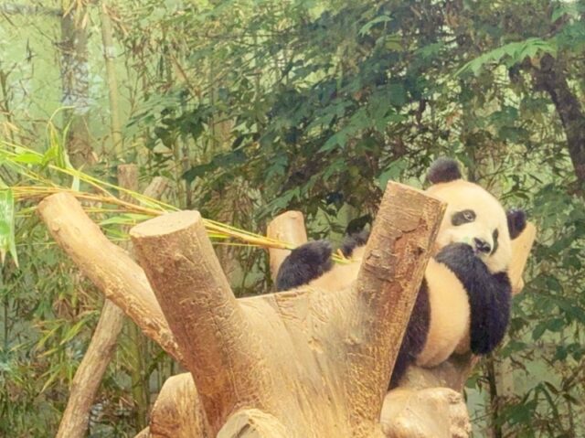韓国の双子パンダ・フイバオ