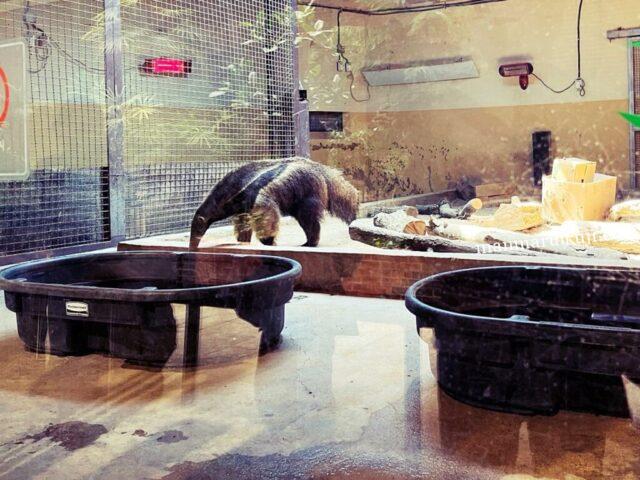 ソウル動物園にいるオオアリクイ