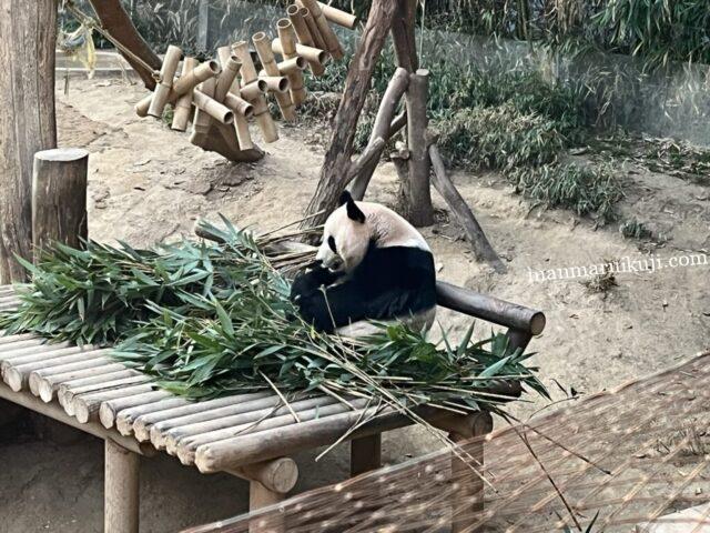 韓国エバーランドで暮らすママパンダ・アイバオの食事風景