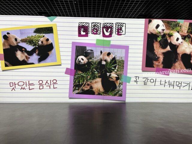 韓国パンダファミリーの母アイバオとプバオ、双子パンダのルイバオ・フイバオ