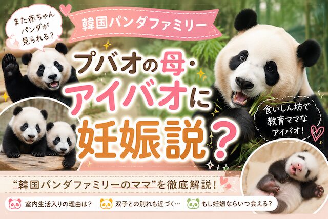 韓国エバーランドの人気パンダ・アイバオに妊娠説？プバオの母として知られる“韓国パンダファミリーのママ”について
