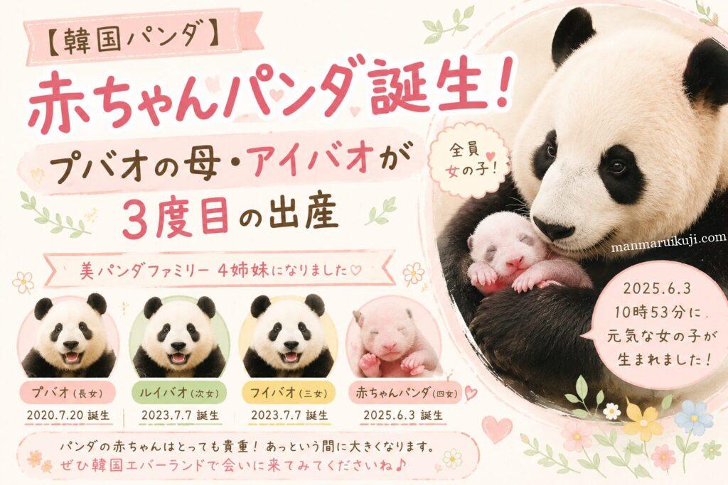 【韓国パンダ】赤ちゃんパンダ誕生！プバオの母・アイバオが3度目の出産